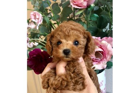 千葉県のティーカッププードル 男の子 2020 11 18生まれ 可愛い男の子 子犬id 116082 ブリーダーナビ