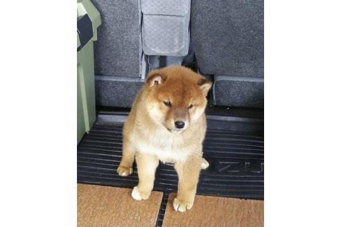 成約済の愛媛県の柴犬-117508の4枚目