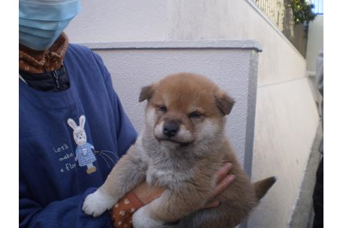 成約済の三重県の柴犬-118900の1枚目