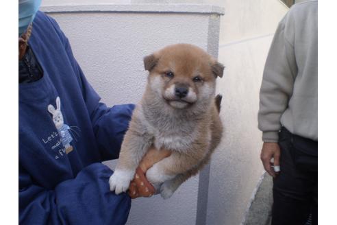 成約済の三重県の柴犬-118900の4枚目