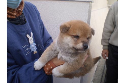 成約済の三重県の柴犬-118900の2枚目