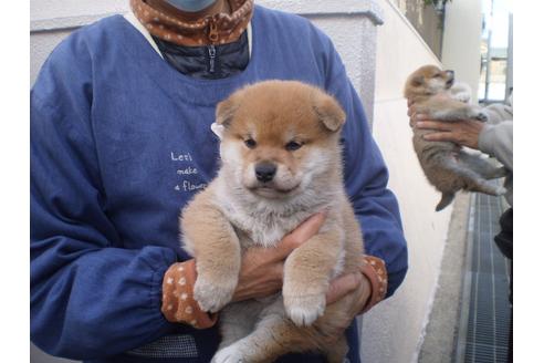 成約済の三重県の柴犬-118902の1枚目