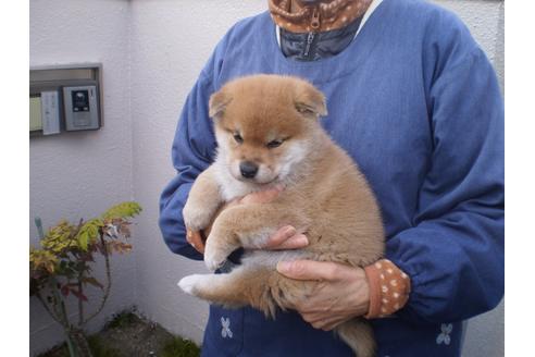 成約済の三重県の柴犬-118902の4枚目