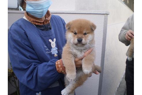 成約済の三重県の柴犬-118902の3枚目