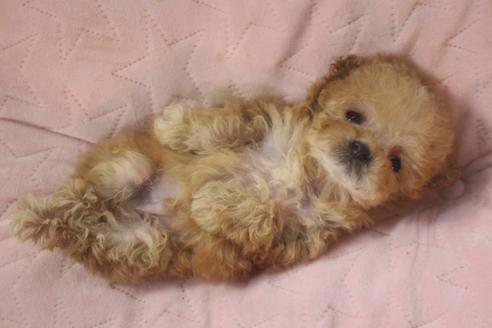 成約済の奈良県のトイプードル-118923