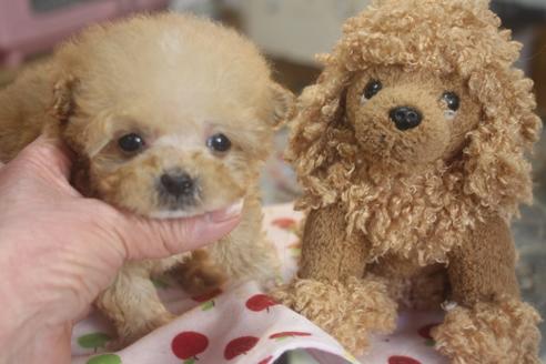成約済の奈良県のトイプードル-118923の5枚目