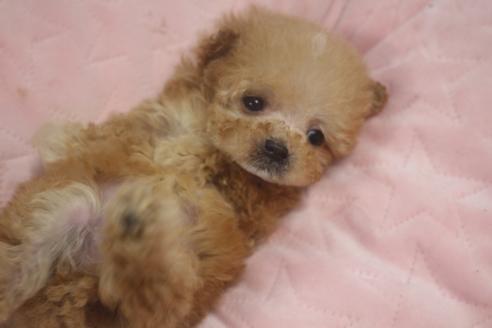 成約済の奈良県のトイプードル-118923の4枚目