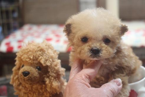 成約済の奈良県のトイプードル-118923の3枚目