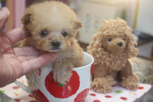 成約済の奈良県のトイプードル-118923の2枚目