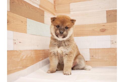 成約済の福岡県の柴犬-115763
