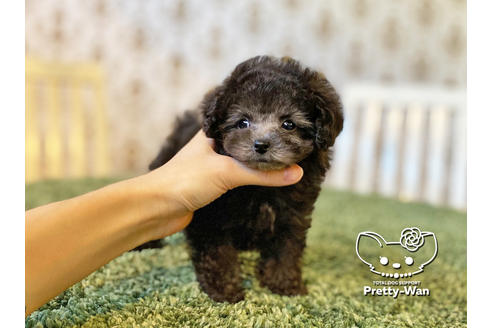 成約済の愛知県のティーカッププードル-118667の3枚目