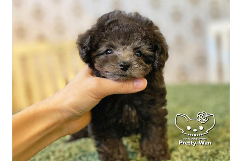 成約済の愛知県のティーカッププードル-118667の2枚目