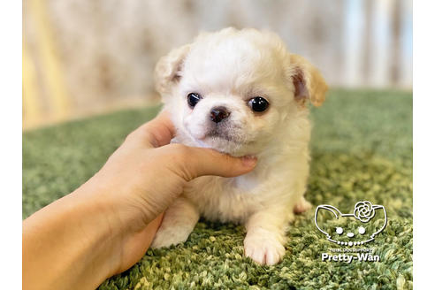 成約済の愛知県のチワワ(ロングコート)-118927の8枚目