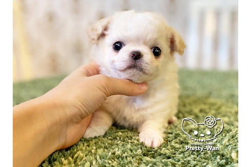 成約済の愛知県のチワワ(ロングコート)-118927の7枚目