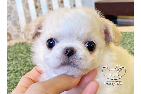 成約済の愛知県のチワワ(ロングコート)-118927