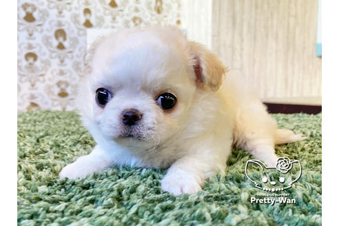 成約済の愛知県のチワワ(ロングコート)-118927の6枚目