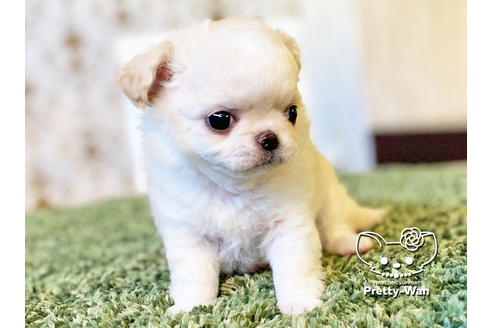 成約済の愛知県のチワワ(ロングコート)-118927の2枚目