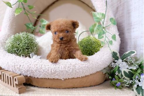 成約済の滋賀県のトイプードル-113751の1枚目