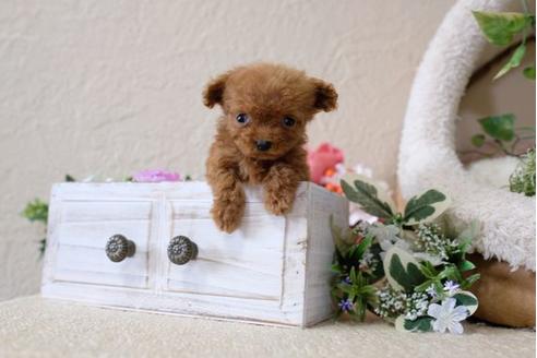 成約済の滋賀県のトイプードル-113751の5枚目