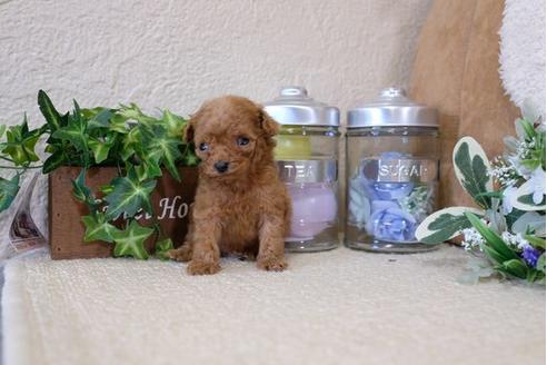 成約済の滋賀県のトイプードル-113751の3枚目