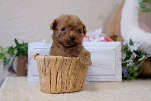 成約済の滋賀県のトイプードル-113751の2枚目