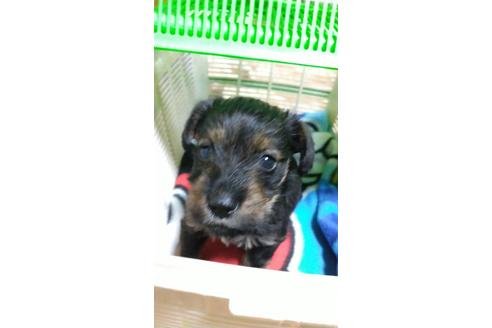 成約済の香川県のミックス犬-118579の1枚目