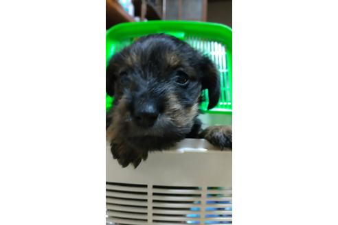 成約済の香川県のミックス犬-118579の2枚目