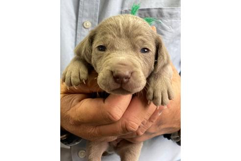 愛知県のワイマラナー 男の子 12 26生まれ 父親インターチャンピオン ショートヘアーの男の子 子犬id 1178 ブリーダーナビ