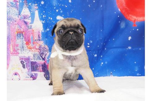 成約済の茨城県のパグ-117484