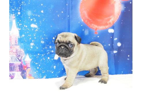 成約済の茨城県のパグ-117484の5枚目