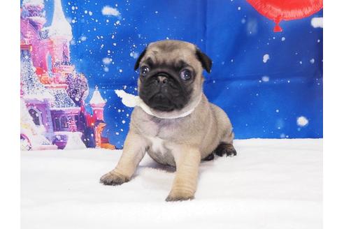 成約済の茨城県のパグ-117484の4枚目