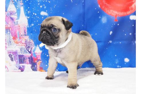 成約済の茨城県のパグ-117484の3枚目