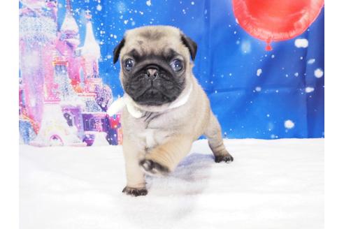 成約済の茨城県のパグ-117484の2枚目