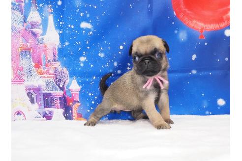 成約済の茨城県のパグ-117479の5枚目