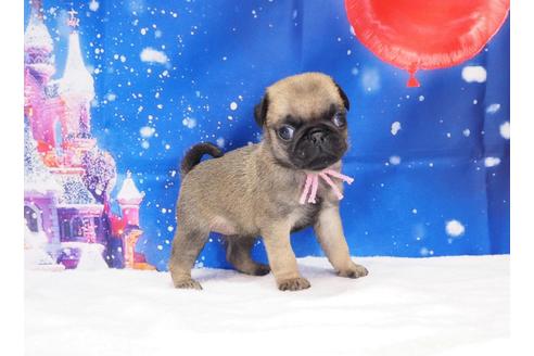 成約済の茨城県のパグ-117479の4枚目