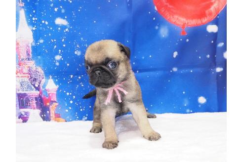 成約済の茨城県のパグ-117479の3枚目