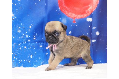 成約済の茨城県のパグ-117479の2枚目