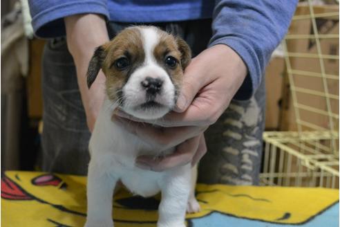 成約済の栃木県のジャックラッセルテリア-118969の1枚目