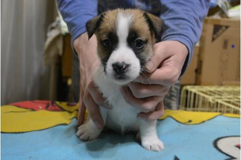 成約済の栃木県のジャックラッセルテリア-118970の1枚目