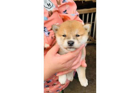 成約済の茨城県の柴犬-118974の1枚目