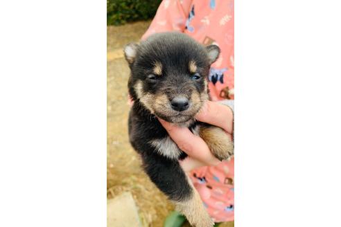 成約済の茨城県の柴犬-118975の1枚目