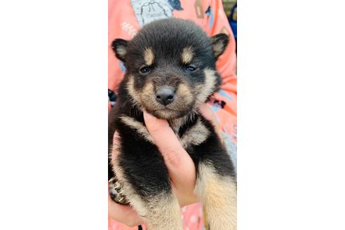 成約済の茨城県の柴犬-118979の1枚目