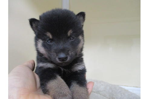 成約済の岡山県の柴犬-116201の1枚目