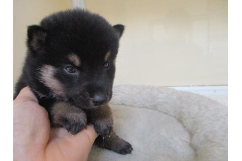 成約済の岡山県の柴犬-116201の5枚目