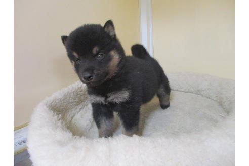 成約済の岡山県の柴犬-116201の4枚目