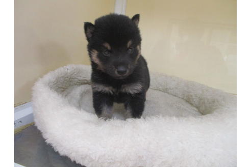 成約済の岡山県の柴犬-116201の3枚目