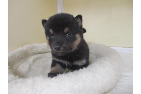 成約済の岡山県の柴犬-116201の2枚目