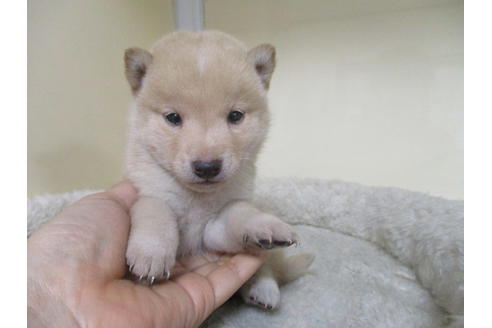 成約済の岡山県の柴犬-118993の1枚目