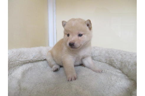 成約済の岡山県の柴犬-118993の5枚目