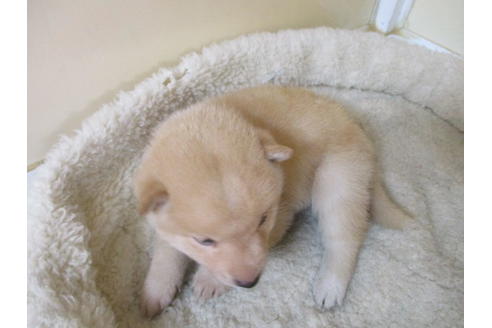 成約済の岡山県の柴犬-118993の4枚目